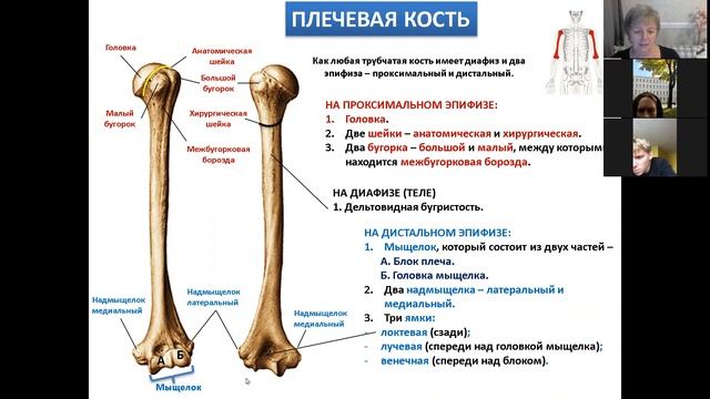 3 Скелет верхней конечности смотреть онлайн