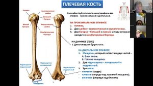 3  Скелет верхней конечности
