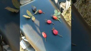 ШИПОВНИК бывает разный