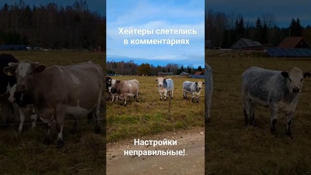 Хейтеры в комментариях после каждого видео теста металлоискателей!