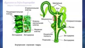 Биология 7 кл Пасечник $38 Тип Кишечнополостные