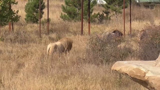 Чук и его команда? Парк Тайган