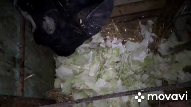 Выздоровления бычка Симментала и чем улучшить аппетит у быков