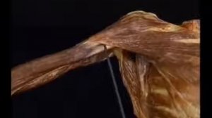 1 Видеоатлас Акланда  Плечо  Предпльечье  Кисть  Анатомия человека