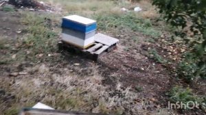 Пасека на связи???