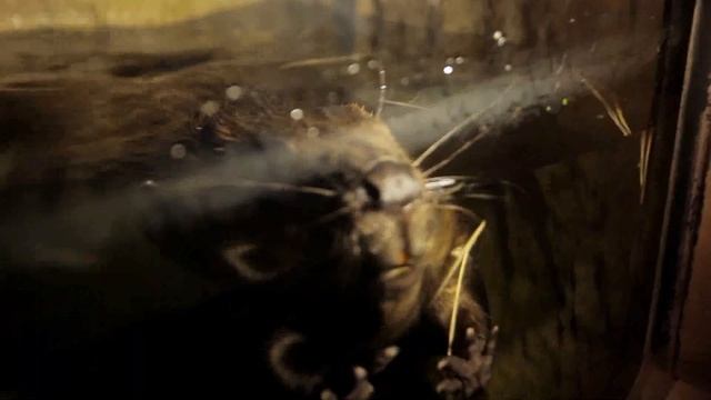 Воронежский государственный природный биосферный заповедник им. В.М. Пескова смотреть онлайн