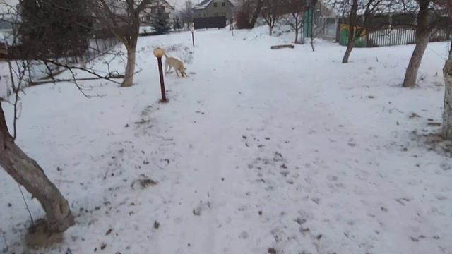 Лабрадор Арчи играет с уточкой смотреть онлайн