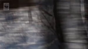 Снежный барс принц гор, Тигр, Медведь, Животные дикой природы дальней тайги