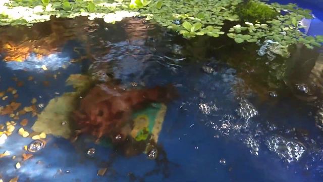 Аква тепличка - замечены меченосцы - брачные игры #5 смотреть онлайн