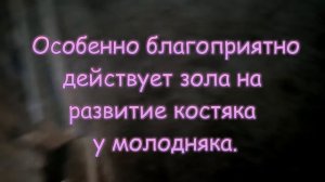 ЗОЛА для КУР и ИНДЮКОВ // Зольная ванна