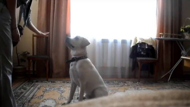 учим трюки 1 смотреть онлайн