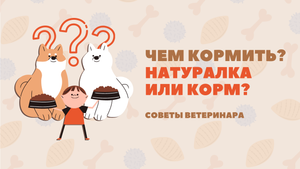 Чем кормить собаку? Натуральное питание или корм? Как перейти с одного вида кормления на другой.
