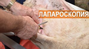 Ветеринар Браен Шаррок о лапароскопии и пересадке эмбрионов овец