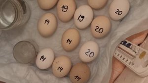 Как сделать инкубатор своими руками?// Самодельный инкубатор// Всё, что нужно знать об инкубации/