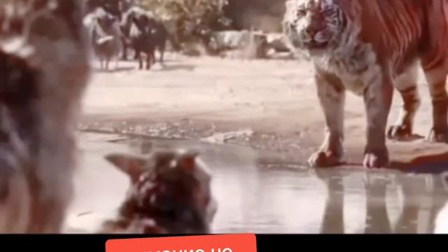 В Джунгли пришли Казахи смотреть онлайн