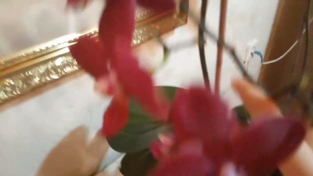 ЧТО ДЕЛАТЬ ЕСЛИ ОТЦВЕЛА ОРХИДЕЯ. смотреть онлайн