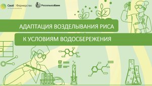 Адаптация возделывания риса к условиям водосбережения