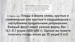 Томат Польская слива тетушки Сварло / Узнаём о нём больше