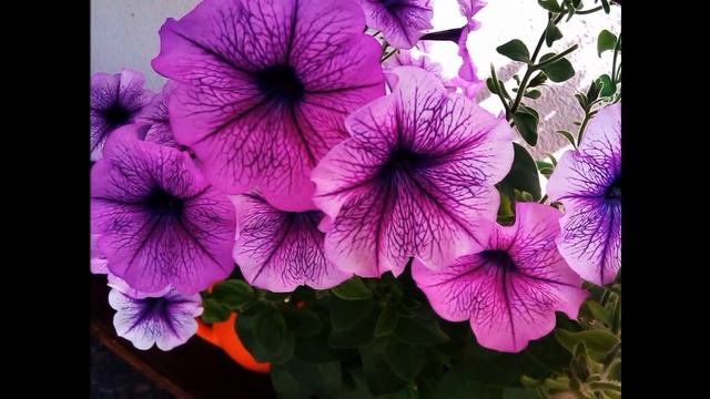 Как вырастить сортовые петуньи и собрать их семена от Нади. смотреть онлайн