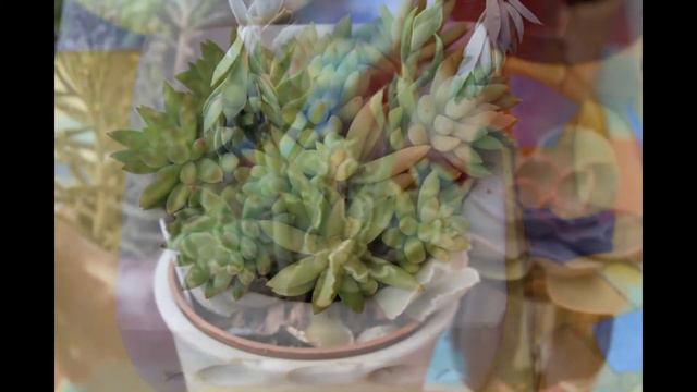 Półmiski echeverii i pojedyncze sukulenty - lato 2017 смотреть онлайн