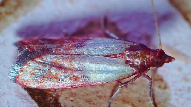 Моль через объектив A-mount Sony SAL18-70 и кольцо обратку смотреть онлайн