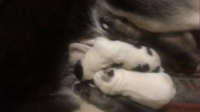 новорожденные щенки хаски смотреть онлайн