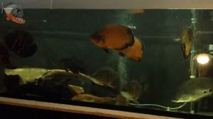 Что нужно знать о запуске аквариума. Советы новичкам. Секреты аквариумиста