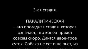 Бешенство у собаки - симптомы бешенства у пса