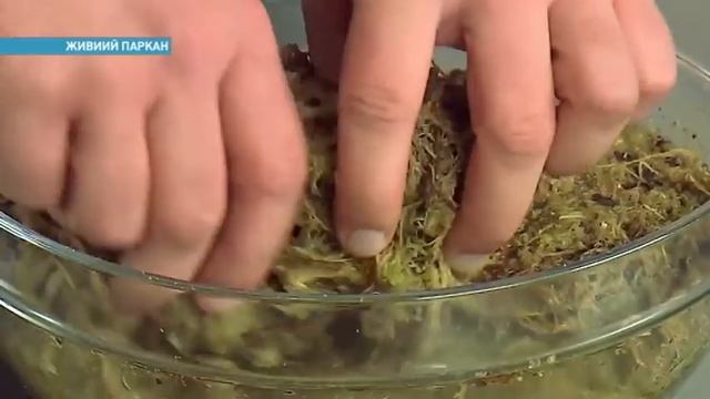 Как из веточек сделать живой забор | Ранок з Україною смотреть онлайн