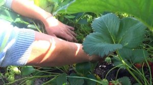 Клубника Сирия. Краснодарский край.