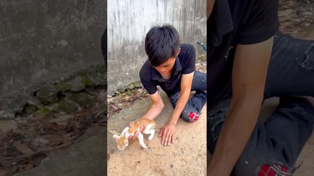 save kittens #cats #catlover #catvideos #kitten#cat#shorts