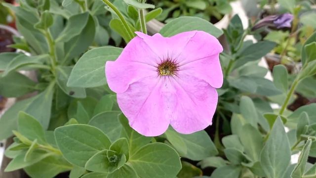 24 апреля.  дела тепличные смотреть онлайн