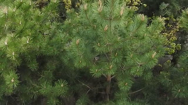 Сойка под окном часть 5 (16 апреля) - сидим, высиживаем смотреть онлайн