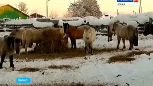 ЯКУТСКИЕ ЛОШАДИ НА ЯМАЛЕ