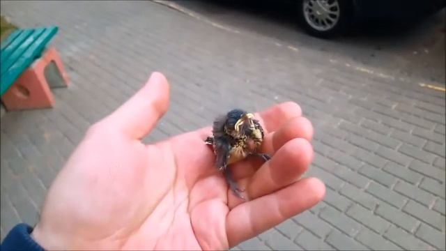 Птенец большой синицы