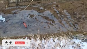 Учим Животных на английском Корова Леопард Лошадь Динозавр Слон Овца Развивающие Мультики для Детей