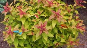 Спирея японская Мерло Грин (spiraea japonica) ? обзор: как сажать, саженцы спиреи Мерло Грин