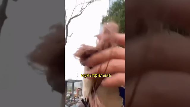 Новый тренд из Китая: ободок-игрушка, чтобы челка не закрывала глаза