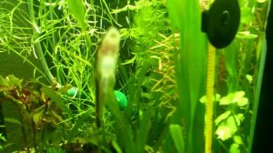 Аквариум восьмигранник новые посадки