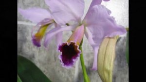 Cattleya percivaliana var. alba x percivaliana "Centro Ross"