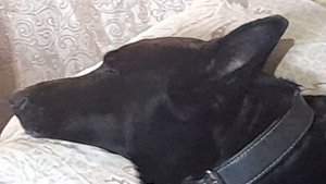 Авторская. заведи друзей из зверей.mp4