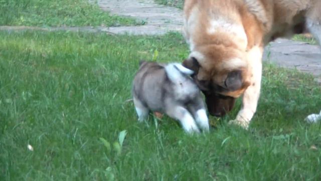 HDV 0209 смотреть онлайн