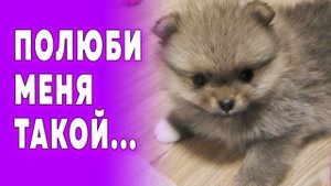 Щенкам шпица 40 дней. Светлые пятна Певуньи. Из лотка 2 горшка. Шпиц Крепыш - находчивый малый