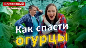 СРОЧНО! Чтобы листья у огурцов НЕ ПОЖЕЛТЕЛИ