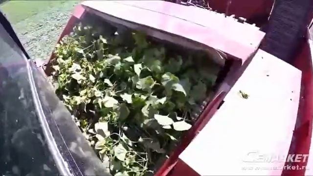 Знаешь ли, как собирать огурцы, которые вырастут на ферме? смотреть онлайн