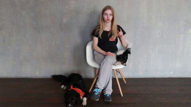 Что такое аджилити? Виды снарядов, правила и оценивание. Выпуск #15/ Патрик спрашивает