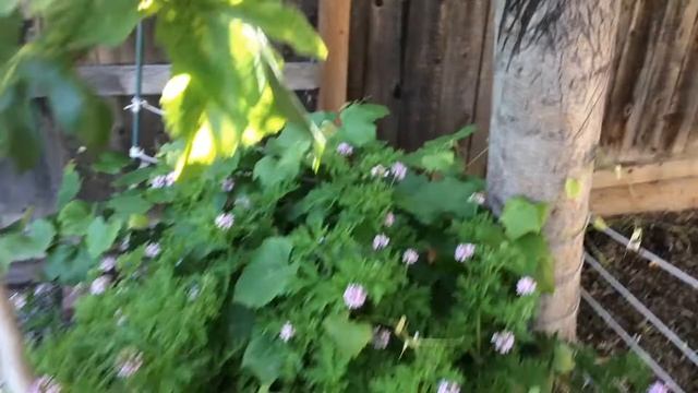 Citronella Plant - Mosquitoes (Corner of Serenity) смотреть онлайн