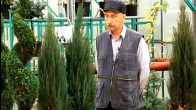 Хвойные растения дома