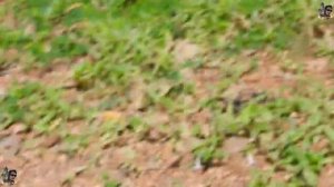 Crazy Mental Monkey Want To Kill Baby-So So Pity || Daily Monkeys Man #597