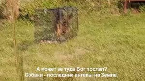Собака со щенками ожидала дом на дачах, но не вышло...
